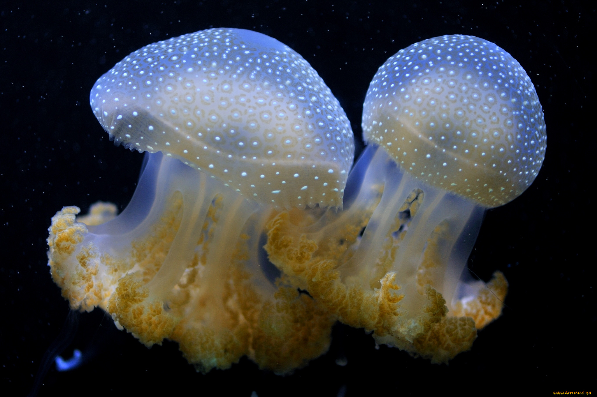 Медузы виды. Обитатели морей и океанов медуза. Медуза (биология). Сцифоидные. Харибда медуза.